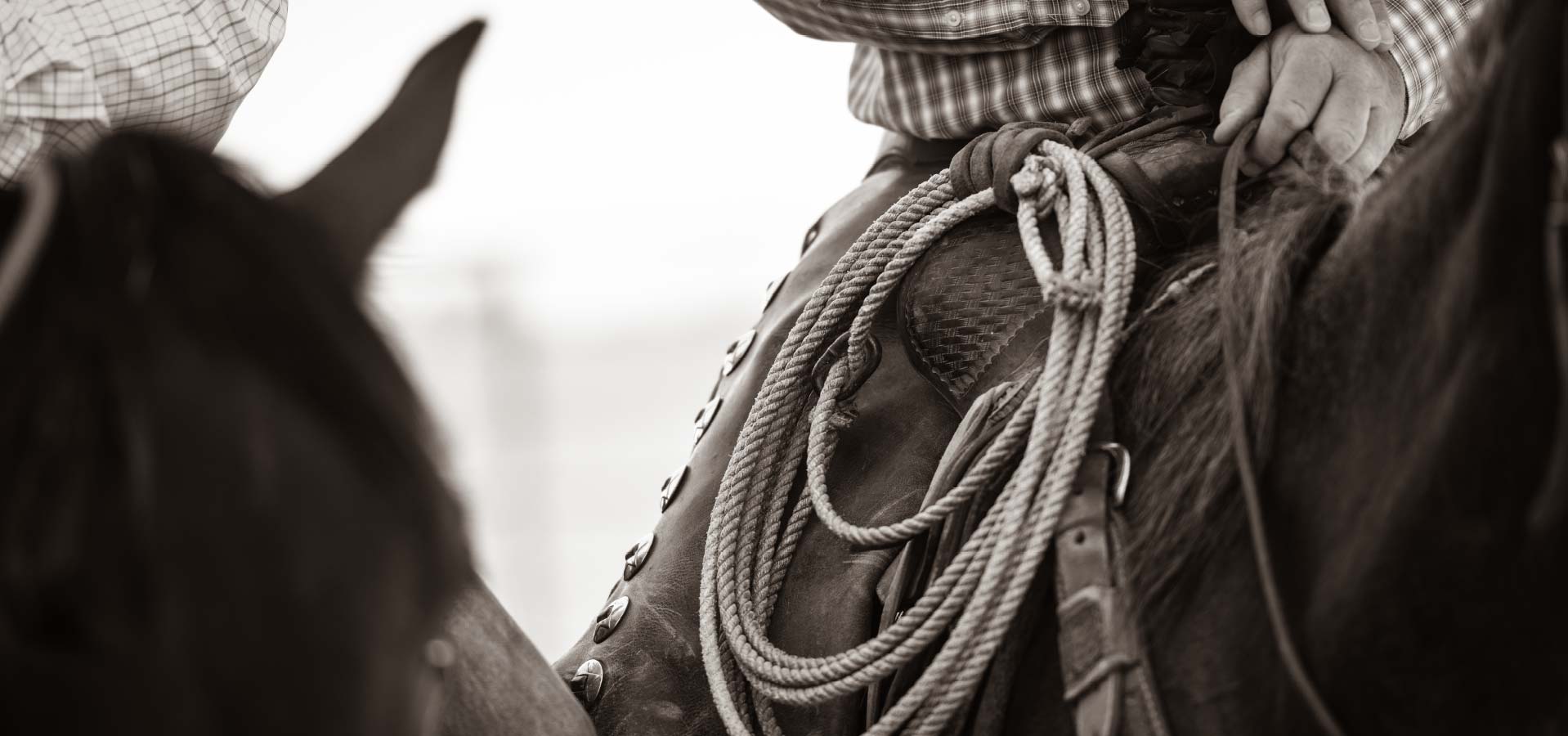 Black and white photo of horse lasso