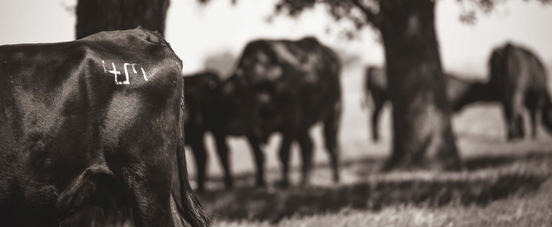 Black and white photo of Cow Silhouette with Brand Tattoo