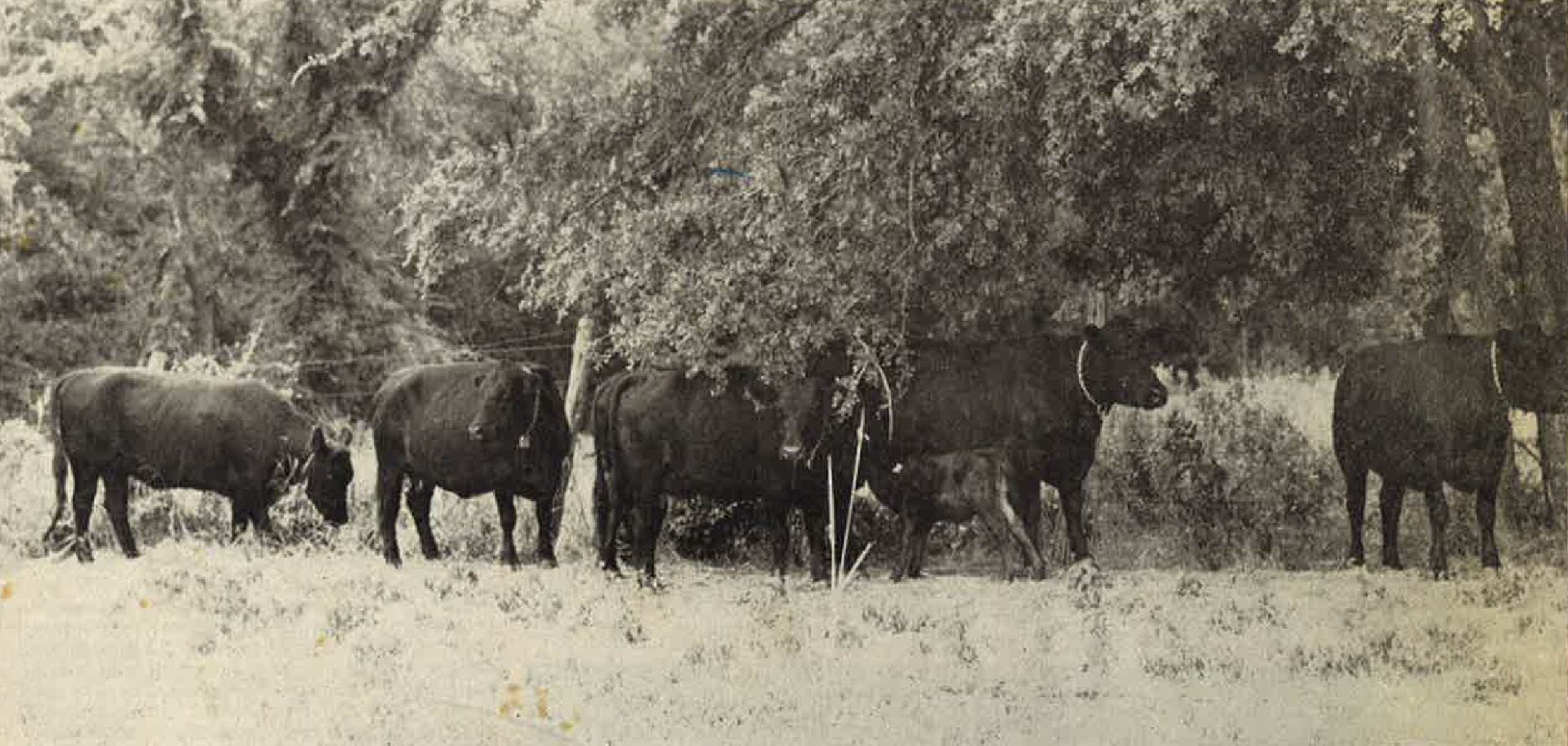 Black and white photo of the original herd next to fenceline